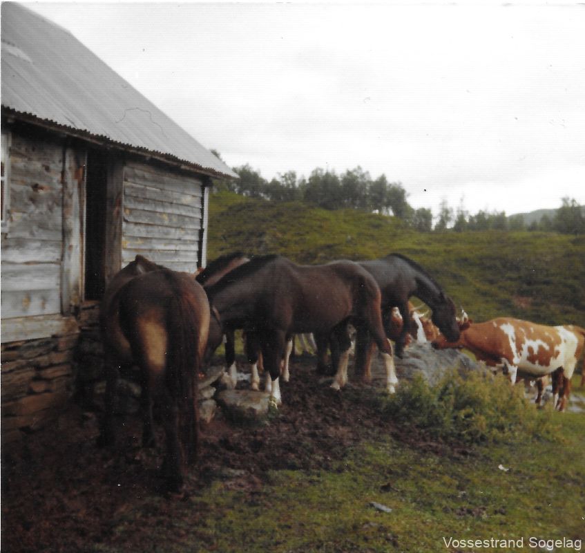 groastolen hest og kyr